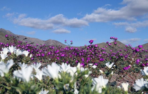 Пустыня Атакама в Чили покрылась цветами