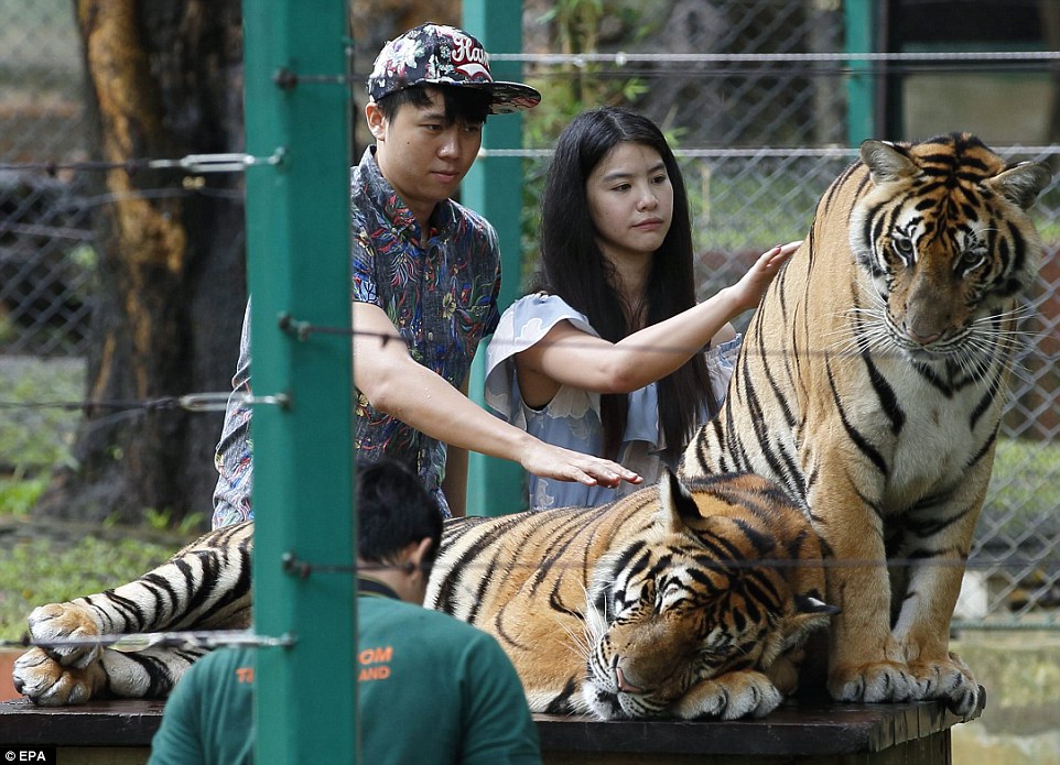 2D94B6B800000578-3280742-All_of_the_tigers_at_the_private_zoo_have_been_raised_by_trainer-a-12_1445336159917