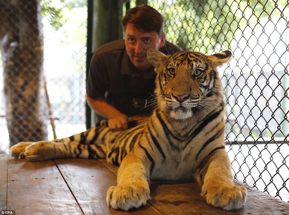 2D94BAE700000578-3280742-Tourists_can_enter_the_animals_enclosure_and_hire_a_professional-a-15_1445336160094