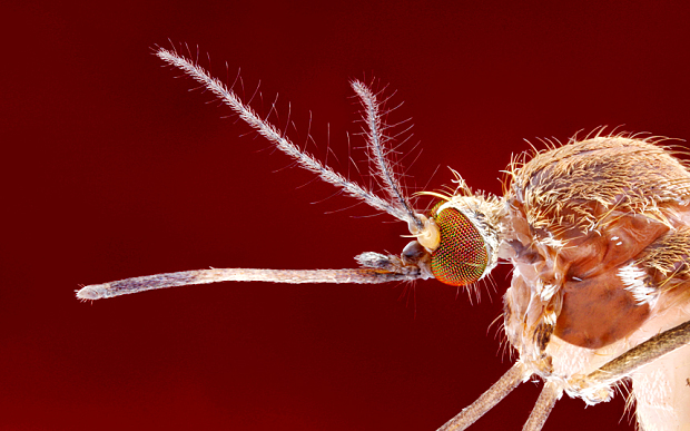 Бразильские эксперты подозревают обыкновенного комара в распространении Зика