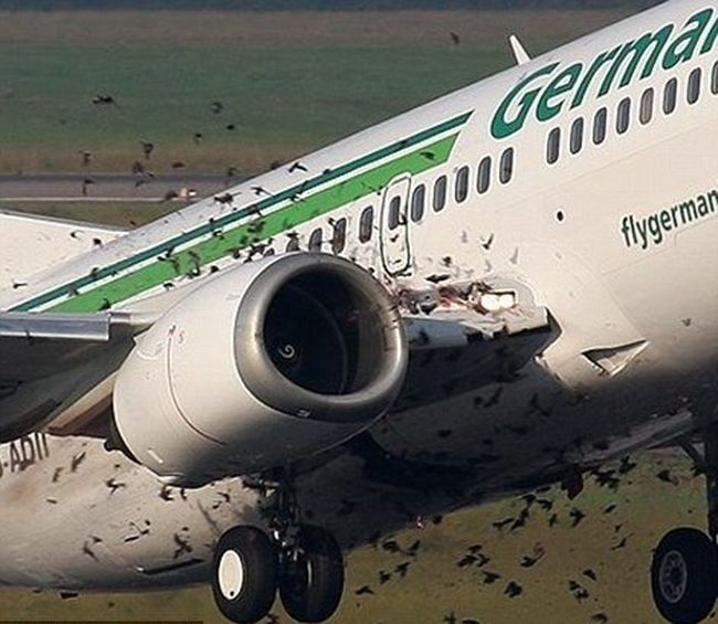 Попавшая в двигатель птица привела к вынужденной посадке самолета