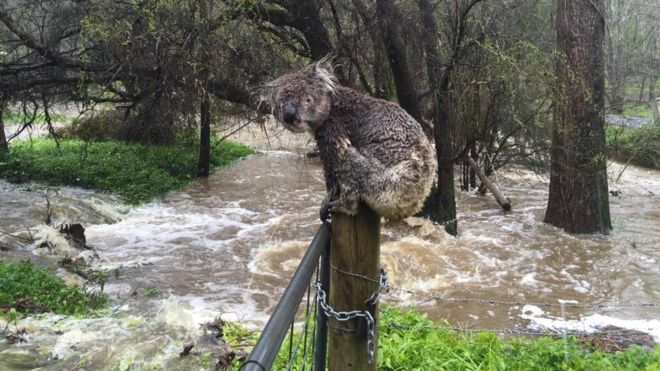 Австралиец спас коалу от наводнения