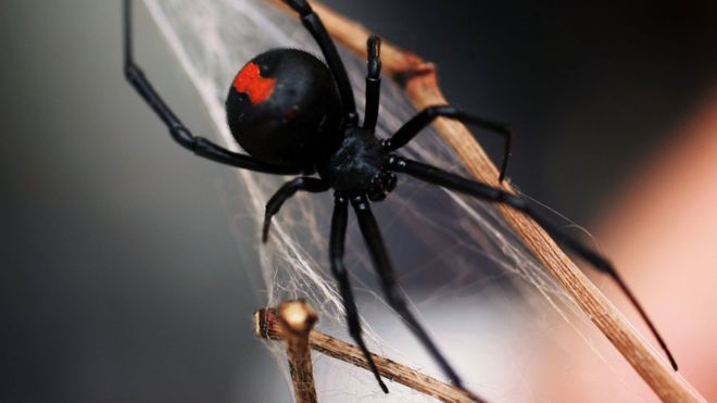 В Австралии паук укусил мужчину за пенис. Второй раз за полгода.