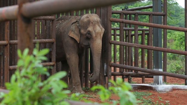 В Бразилии открыт первый в Латинской Америке приют для слонов