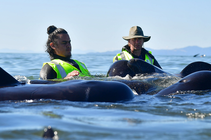 В Новой Зеландии вновь выбросились на берег сотни дельфинов