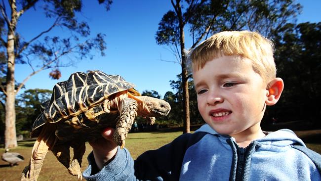 Новые методы австралийских зоологов по спасению редких черепах — через приложение на смартфоне!