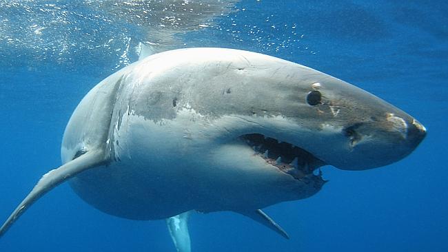 Посчитана популяция белых акул в Австралии