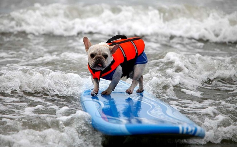 В Калифорнии прошло соревнование по серфингу среди собак