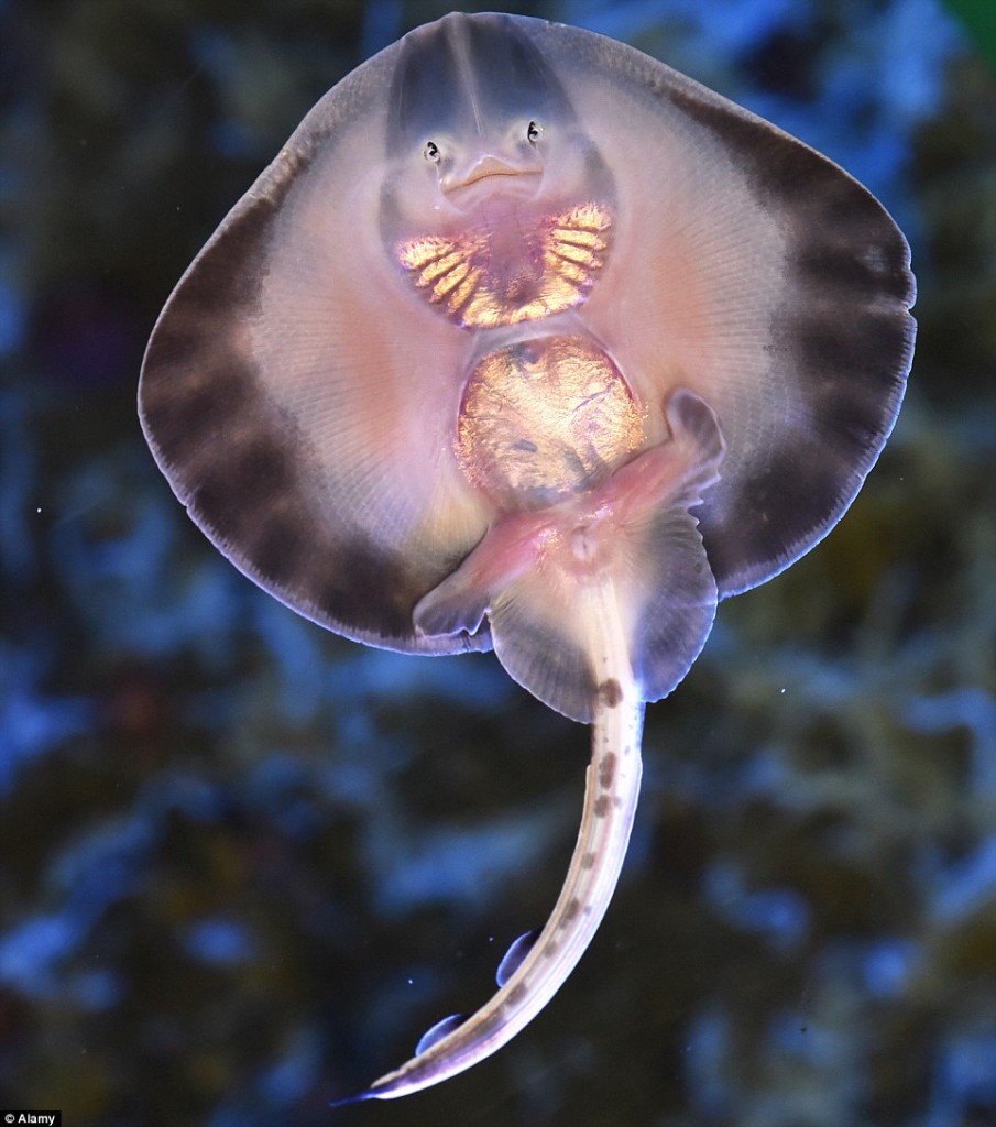 2B12419100000578-3184229-A_palm_sized_baby_ray_can_be_seen_in_its_Kindergarten_Aquarium_a-m-44_1438623612677