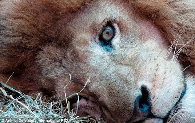 Из цирка Перу в Южной Америки эвакуируют львов в естественную среду обитания