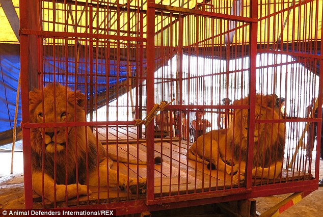 2C0A80B400000578-3225071-Fellow_lion_Rey_joins_Simba_in_the_cage_Animals_rights_charity_A-a-104_1441637938496