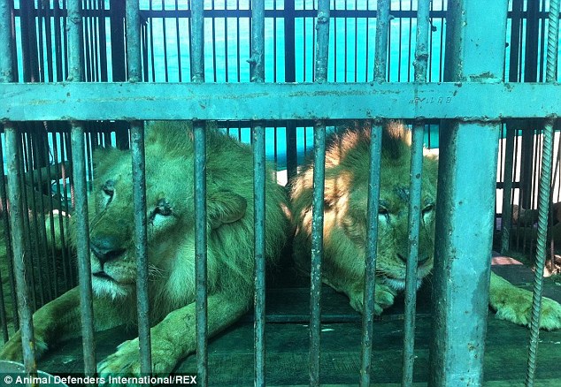 2C0A80DF00000578-3225071-Lions_Bumba_and_Junior_pictured_were_also_rescued_from_a_cruel_c-a-105_1441637946370