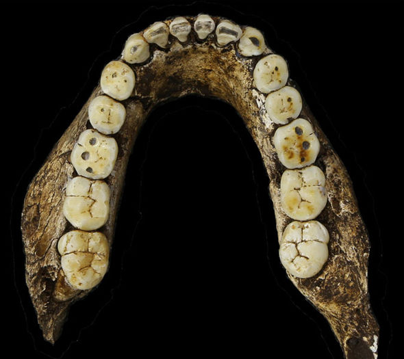 Обнаружены новые скелеты подвида Homo Naledi