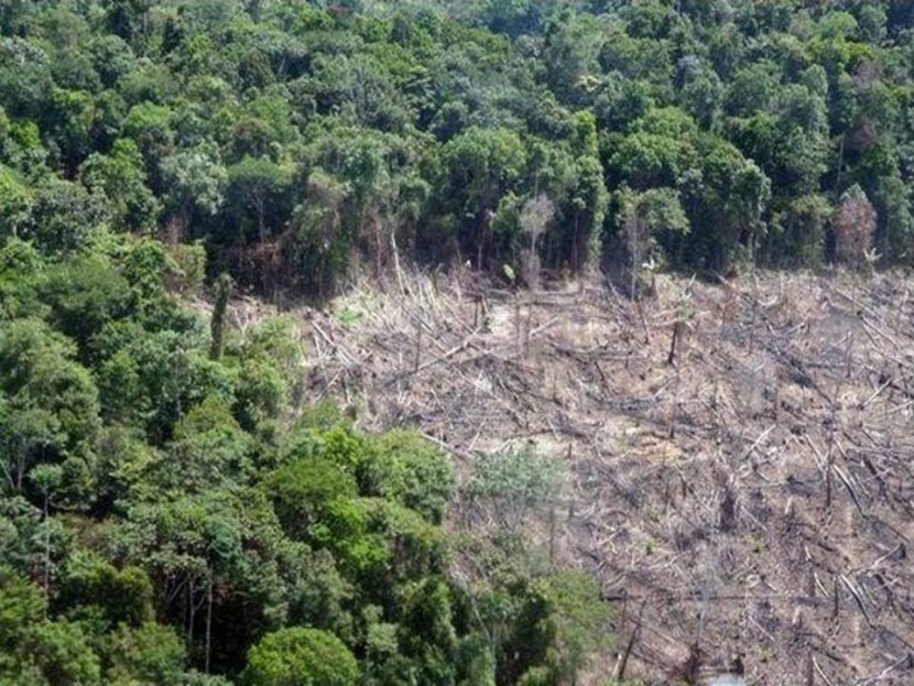 Вырубка лесов в Бразилии существенно снижается