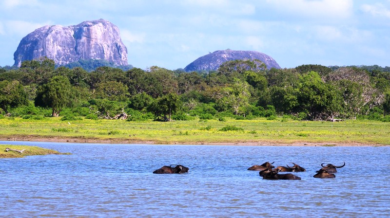 Национальный парк Яла в Шри Ланке расцветает в свете политических событий в регионе
