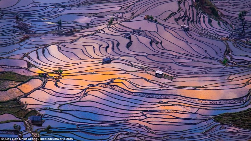 Невероятные фотографии китайских рисовых полей от малайзийского фотографа Алекса Го Сёнга