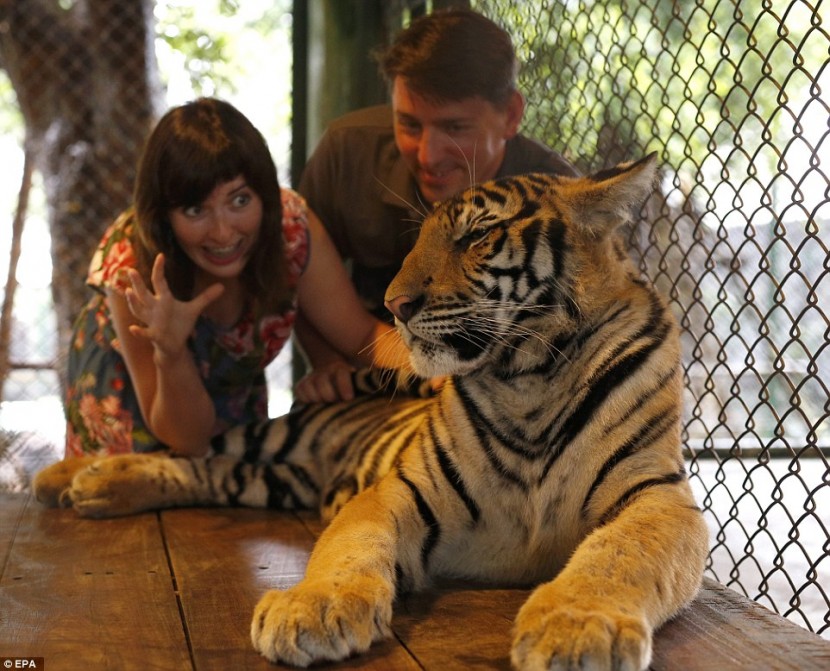 В зоопарке Пхукета разрешают играть с тиграми