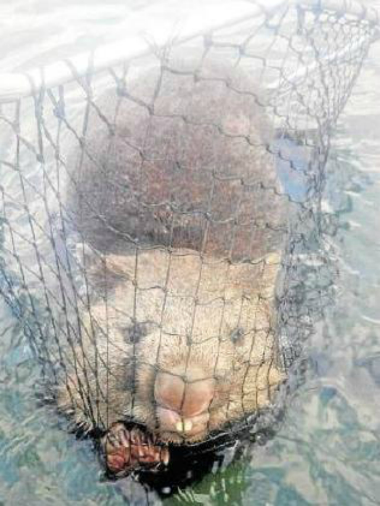 Рыбаки спасли тонущего вомбата