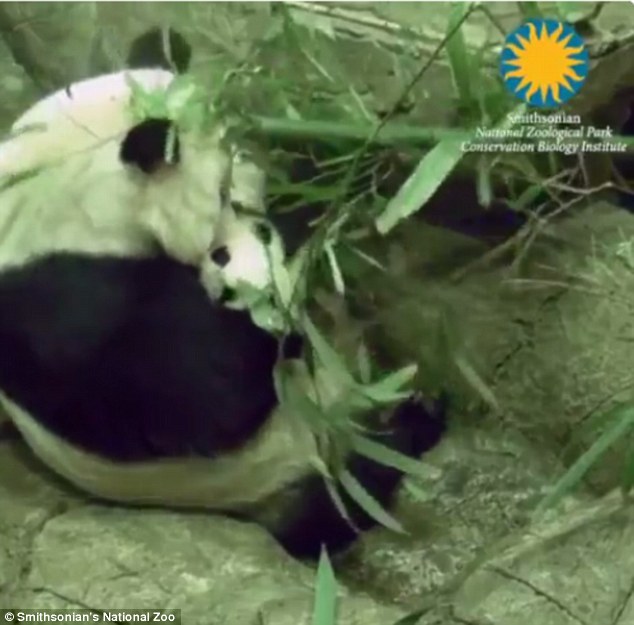 Маленькая панда Бей Бей делает свои первые шаги в зоопарке Смитсониан