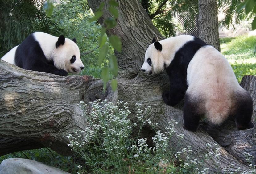 Гигантские панды остаются под защитой национального парка в Вашингтоне
