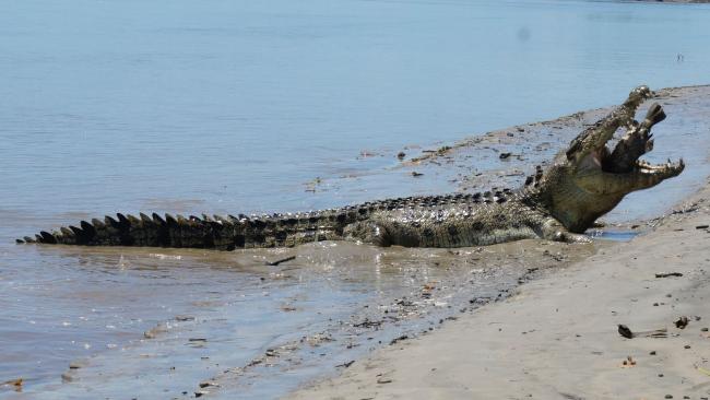 Окрестности Дейли-Ривер в Северной Территории кишат крокодилами