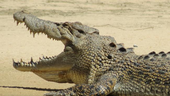 Изменение климата наносит вред крокодилам