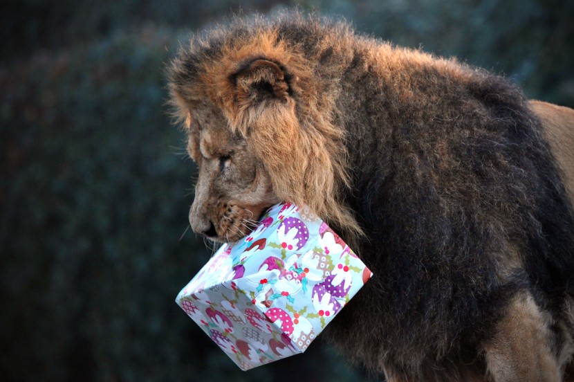 В Лондонском зоопарке посетителям предлагают провести ночь со львами