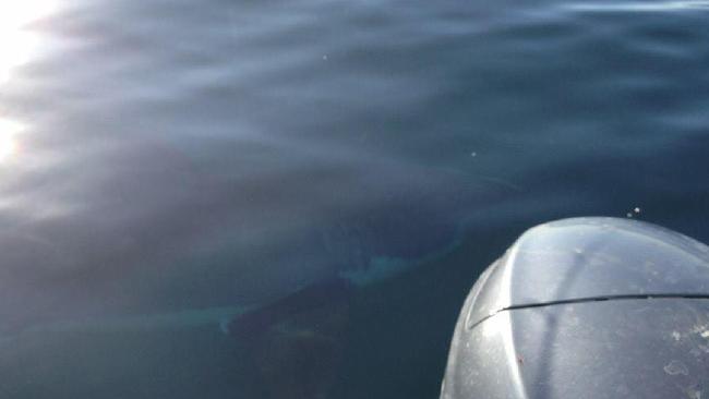Соцсети взбудоражил снимок гигантской акулы