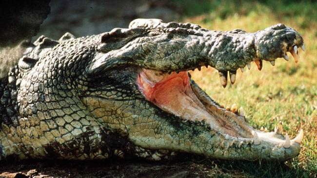 Женщина потеряла руку в результате нападения крокодила