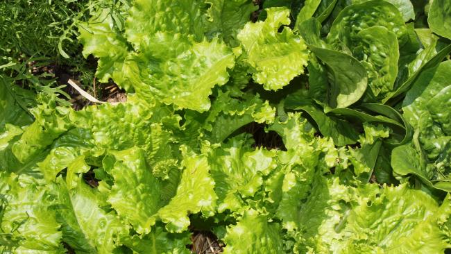 Австралийские компании отозвали тонны салата