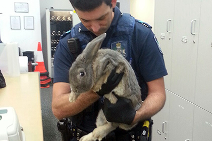 Австралийцев сажают за хранение кроликов