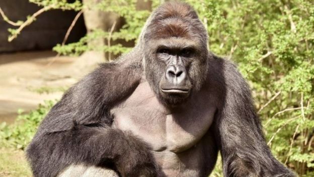 Зоопарк Цинциннати пытается оправдаться за убийство гориллы.