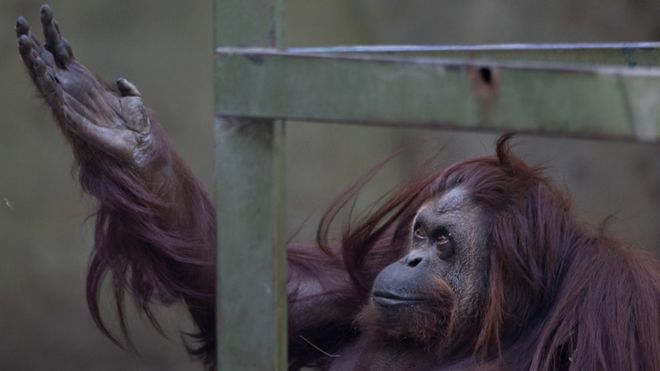 В Буэнос-Айресе закроют скандальный зоопарк
