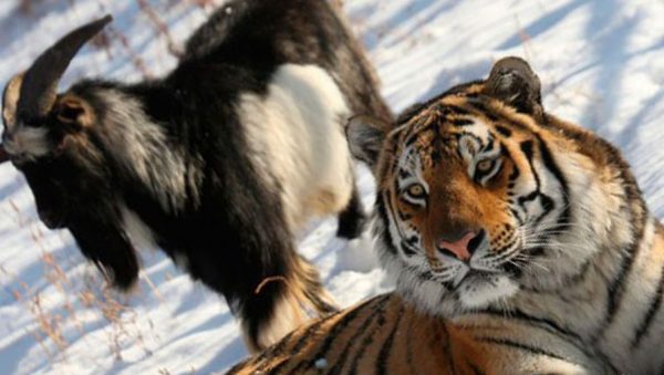 История дружбы тигра с козлом оказалась фэйком