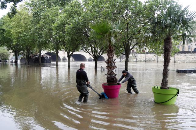 Workers remove palm trees from the banks as high waters causes flooding along the Seine River in Paris