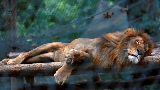 В зоопарках Венесуэлы животные погибают от голода