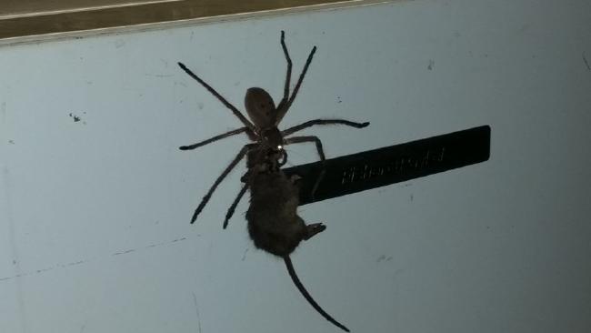 Огромный паук, пожирающий мышь, покоряет Австралию