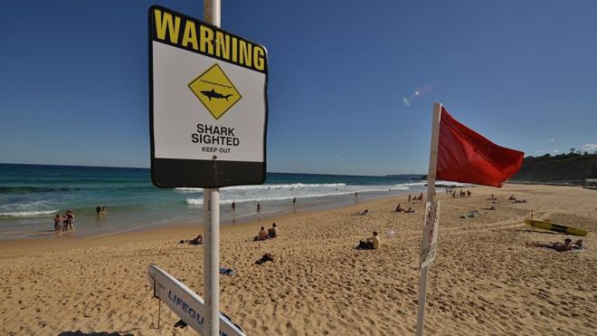 В Австралии ищут новые способы для защиты от акул