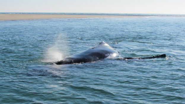 В Австралии детеныш кита помог маме спастись