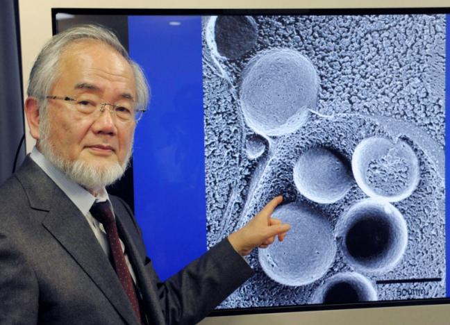 Йошинори Осуми был удостоен Нобелевской премии в области медицины