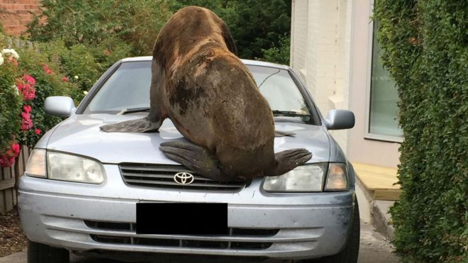В Австралии морской котик захватил автомобиль