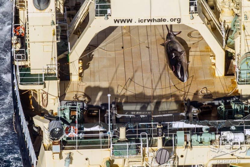 Австралия раскритиковала Японию за китобойный промысел