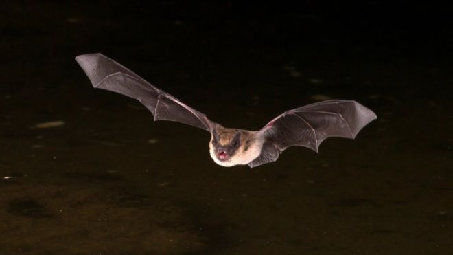 Чили переживает нашествие летучих мышей-вампиров