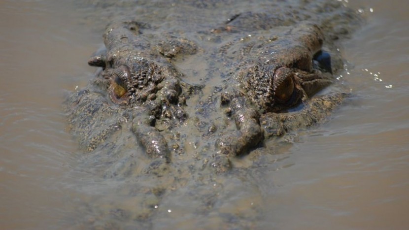 В Австралии крокодил убил человека