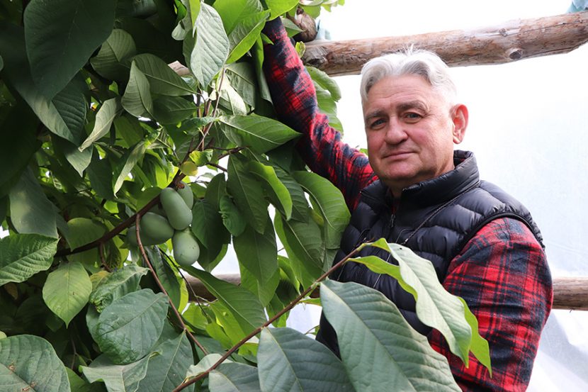 Покупка саженцев в Минске и Беларуси. Как эффективно выращивать фрукты и ягоды?