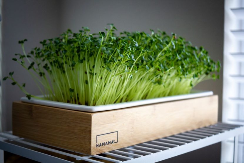 Выращивайте овощи, зелень, микро-зелень на подоконнике